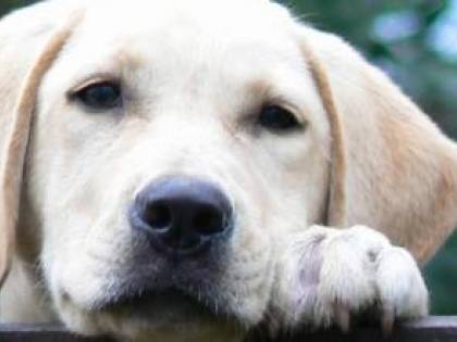 Sì al permesso, se Fido sta male