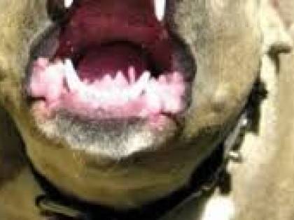 Bimba di 6 anni azzannata dal cane del vicino. Le ha strappato naso, guancia e bocca