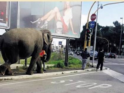 Bari, a spasso con un elefante