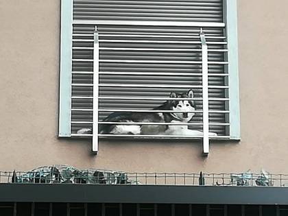 Milano, cane chiuso in balcone minuscolo: denuncia di una cittadina