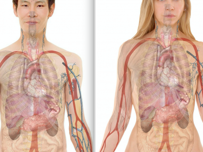 Scoperto nuovo organo nel corpo umano
