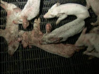È polemica sul Prosciutto di Parma: "Infezioni ai maiali e cannibalismo"