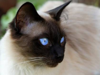 Teramo, gattino ucciso da proiettili esplosi dal fucile del vicino