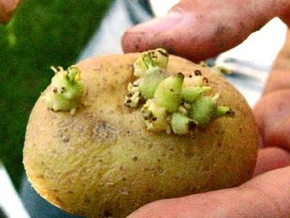 "Non mangiate le patate verdi e con i germogli". L'allarme dell'agenzia tedesca per la sicurezza alimentare