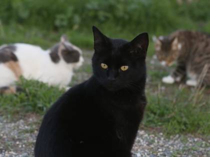 Il villaggio della Nuova Zelanda che vuole abolire i gatti