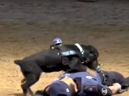 Il cane eroe della polizia fa il massaggio cardiaco all’agente svenuto (per finta)