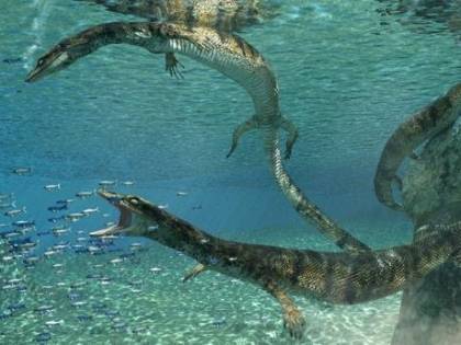 Nel Leccese, trovato un fossile risalente a 70 milioni di anni fa