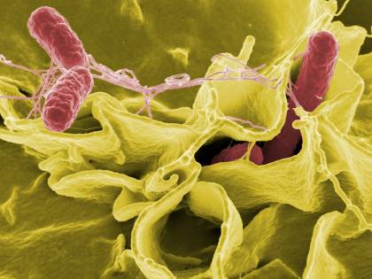Rischio salmonella: richiamati i cracker Ritz