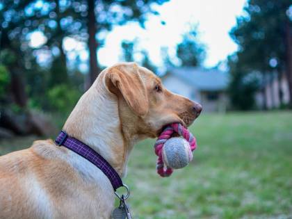 Il cane del vicino abbaia? Accoltellato il padrone