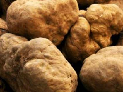 Raccolta di funghi e tartufi. Entrata in vigore la tassa forfettaria da 100 euro