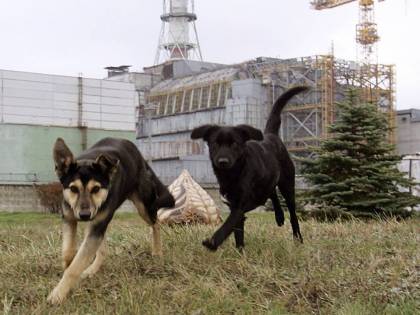 A Chernobyl animali e piante stanno bene: cosa vuol dire tutto questo?