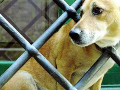 Polpette avvelenate a Trani: cani e gatti in pericolo