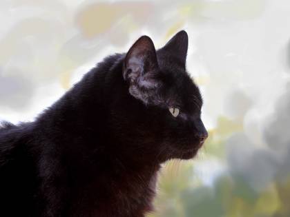 Viareggio, il comune sfratta i gatti dall'asilo: l'ira degli animalisti
