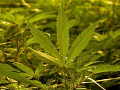 Catania, in un'azienda agricola scovata droga per 10 milioni di euro