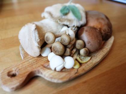 I benefici preziosi dei funghi sulla nostra salute