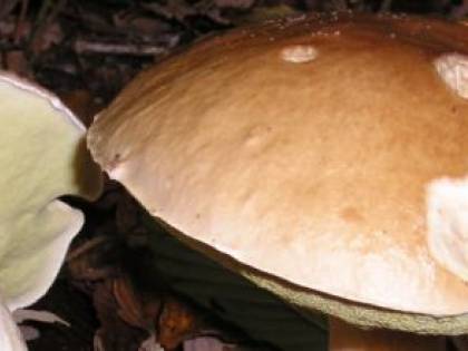 Funghi, le regole per raccoglierli e consumarli in sicurezza