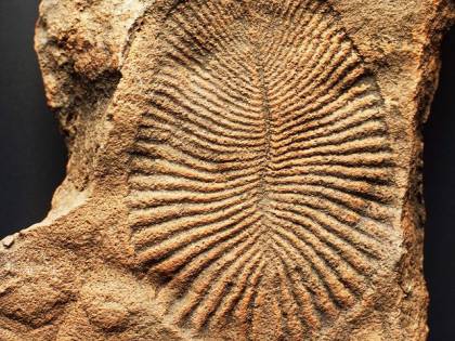 Dickinsonia, ecco l'animale più antico del mondo