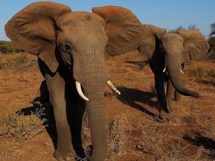 Zimbabwe, turista tedesca muore schiacciata da elefante per un selfie