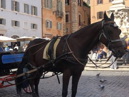 Botticelle addio? I vetturini: "M5s ci caccia per un ricatto degli animalisti"