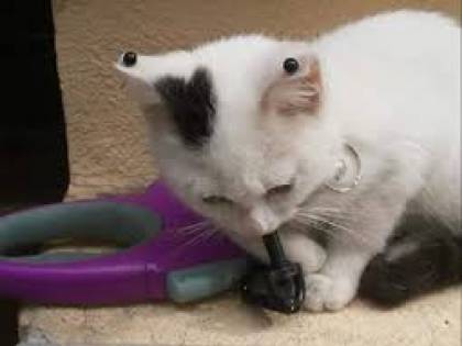 A Sassari gatto con i piercing, interviene la polizia
