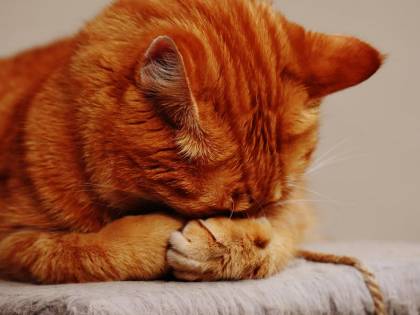I gatti elisir per il cuore e l’umore