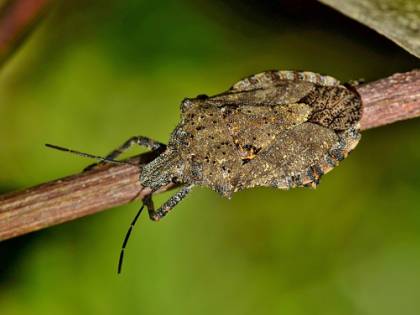 Cimici asiatiche, combatterle con aglio e sapone di Marsiglia