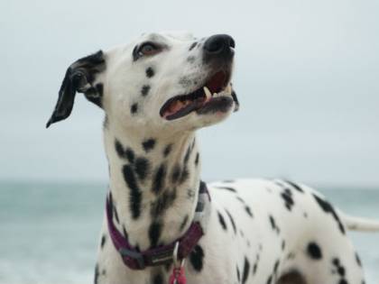 Veterinario si traveste per ridurre l'ansia del cane
