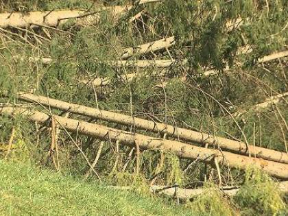 Alberi caduti, il Comune non coprirà i danni dei romani: "Colpa del maltempo"