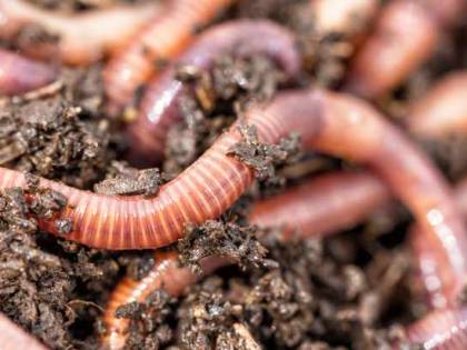 Vermi nella cioccolata, orrenda sorpresa nel distributore di bevande