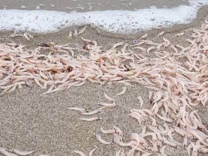 Ischia, migliaia di gamberetti in spiaggia. I biologi: “Non mangiateli”