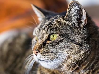 Paga una casa per i suoi gatti: 1.500 dollari al mese