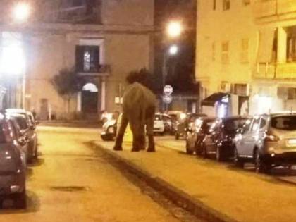 Elefante scappa dal circo e va a spasso per il centro