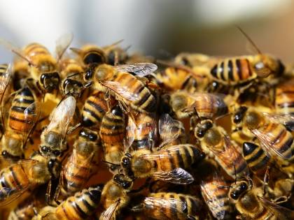 Nubi di insetti sulla costa: turisti assediati in fuga da negozi e ristoranti