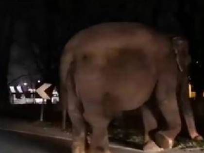 Il custode frusta l'elefante e il pachiderma lo uccide sedendosi sopra di lui