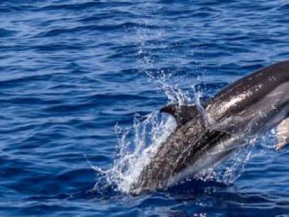 Salento, due delfini morti sulle spiagge di Porto Cesareo