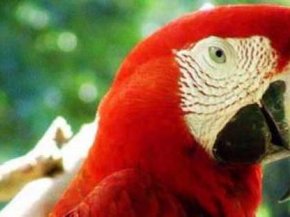 Il pappagallo della vicina lo insulta. E lui ammazza la padrona