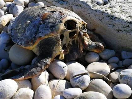 Allarme tartarughe decapitate in Puglia: un nuovo caso a Trani
