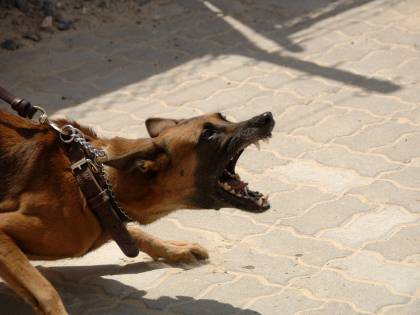 Le stupra e le dà in pasto ai cani, condannato a 23 anni
