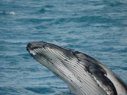 Dopo 17 anni, l'Islanda ferma la caccia alle balene