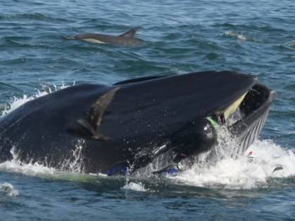 Quei liberali nella "pancia" della balena