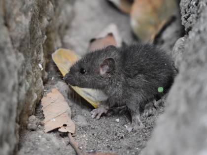 Trova topo morto nella lattina della sua bibita