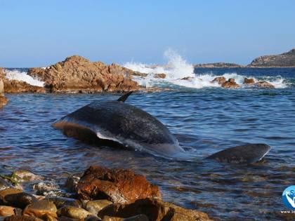 Sardegna, ucciso capodoglio: in grembo 20 chili di plastica