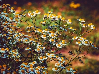 Gli analgesici naturali: cosa sono e come agiscono