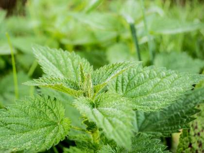 Ortica, alleata contro le infezioni stagionali