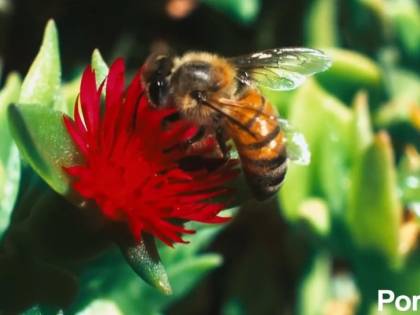 Beesexual, su Pornhub nasce il canale dedicato al sesso delle api