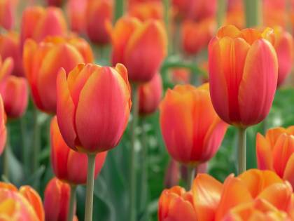 "Guarda dove metti i piedi". L’Olanda contro i selfie che calpestano i tulipani