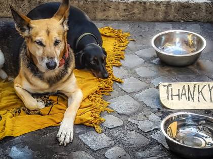 Assistenza gratuita ai cani dei senzatetto