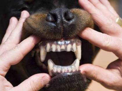 Caserta, bambina di 3 anni azzannata alla testa da un cane