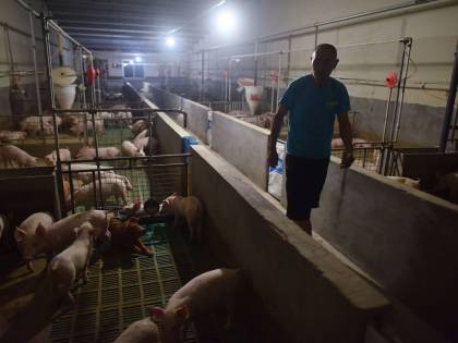 La peste suina arriva in Corea del Sud: Seul in allarme