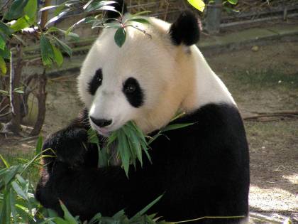 Scoperto il primo panda albino